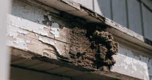 The wood shows dark brown and black discoloration, peeling white paint, soft spongy texture, and visible decay
